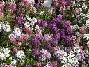 Alyssum