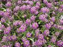 Alyssum - Purple