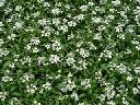 Alyssum - White