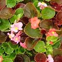 Begonia - Eureka Mix  (green leaf)