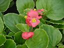 Begonia - Eureka Scarlet  (green leaf)