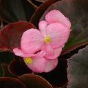 Begonia - Gin  (bronze leaf)