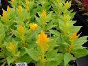 Celosia - Kimono Yellow