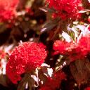 Celosia - Prestige Scarlet