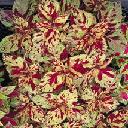 Coleus - Fairway Mosaic