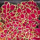 Coleus - Fairway Ruby