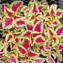 Coleus - Fairway Salmon Rose