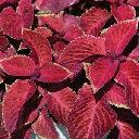 Coleus - Mahogany Picotee