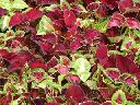 Coleus - Rainbow Mix