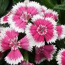 Dianthus - Floral Lace Picotee