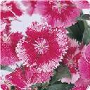 Dianthus - Floral Lace Rose