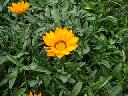 Gazania - Daybreak Orange