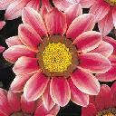 Gazania - Daybreak Pink Shades