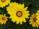 Gazania - Daybreak Yellow