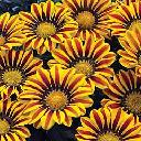 Gazania - Kiss Yellow Flame