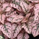 Hypoestes - Pink Splash