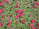 Impatiens - Burgundy