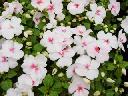 Impatiens - Butterfly Cherry