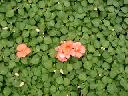 Impatiens - Butterfly Peach