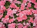 Impatiens - Coral