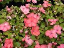 Impatiens - Frost Peach