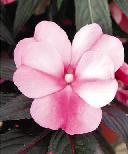 Impatiens - Frost Pink