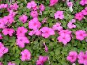 Impatiens - Lilac