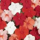 Impatiens - Mixed Cha Cha