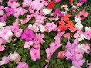 Impatiens - Mixed Pastel