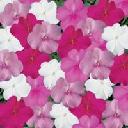 Impatiens - Mixed Seaside