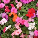 Impatiens - Mixed