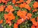 Impatiens - Orange