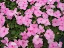 Impatiens - Pink