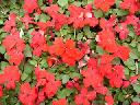 Impatiens - Red