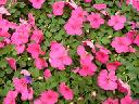 Impatiens - Rose