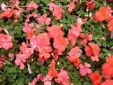 Impatiens - Salmon