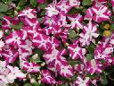 Impatiens - Violet Star