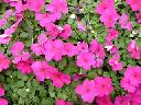 Impatiens - Violet