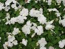 Impatiens - White