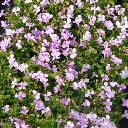 Lobelia - Riviera Lilac