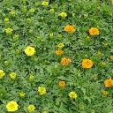 Marigolds African - Inca II Mix