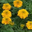 Marigolds African - Inca II Orange