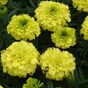 Marigolds African - Inca II Yellow