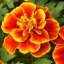 Marigolds Dwarf - Bonanza Bee