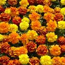 Marigolds Dwarf - Bonanza Mix