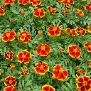 Marigolds Dwarf - Red Marietta