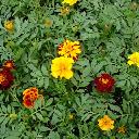 Marigolds Dwarf - Safari Mix