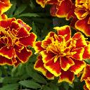 Marigolds Dwarf - Safari Queen