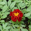 Marigolds Dwarf - Safari Red