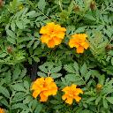 Marigolds Dwarf - Safari Tangerine